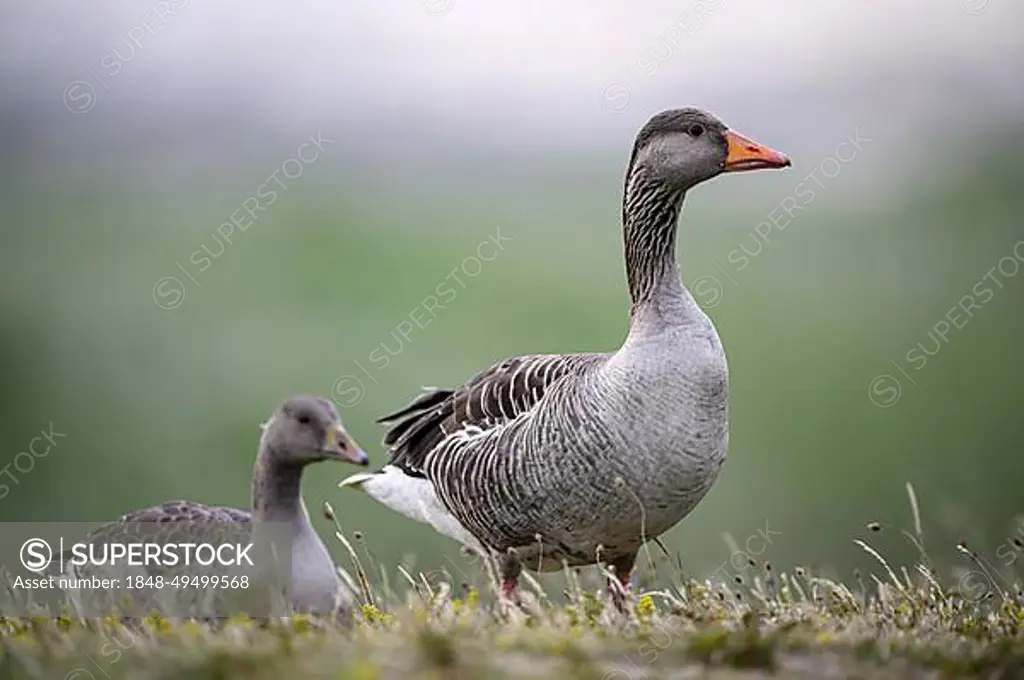 Greylag Goose (Anser anser), adult and juvenile, Texel Island, North Sea, North Holland, Netherlands