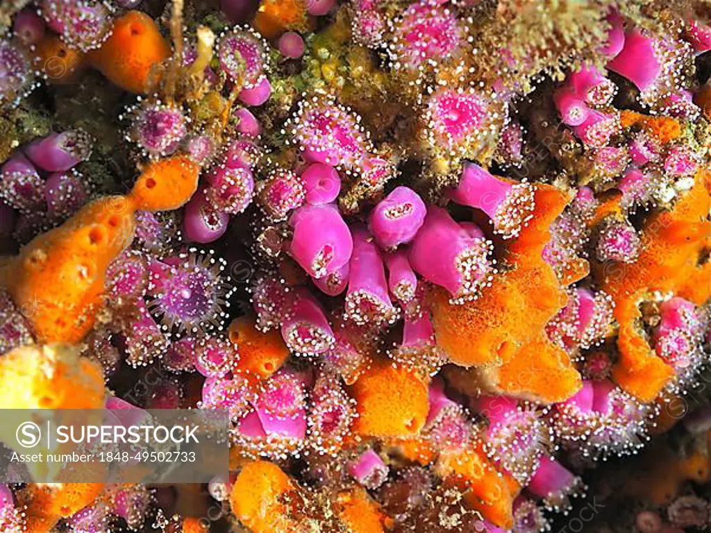Pink jewel anemone (Corynactis viridis) Sea anemone. Dive site Maharees Islands, Castlegregory, Co. Kerry, Irish Sea, North Atlantic, Ireland, Europe