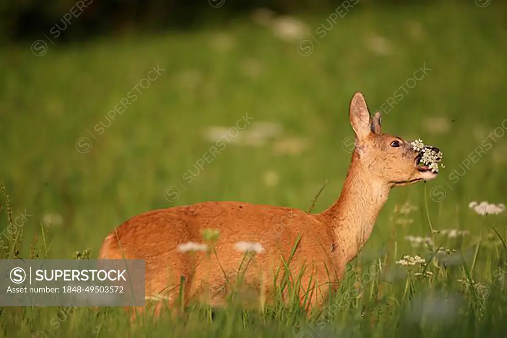 European roe deer (Capreolus capreolus) eating cow parsley (Anthriscus sylvestris) in tall grass, Allgaeu, Bavaria, Germany, Europe