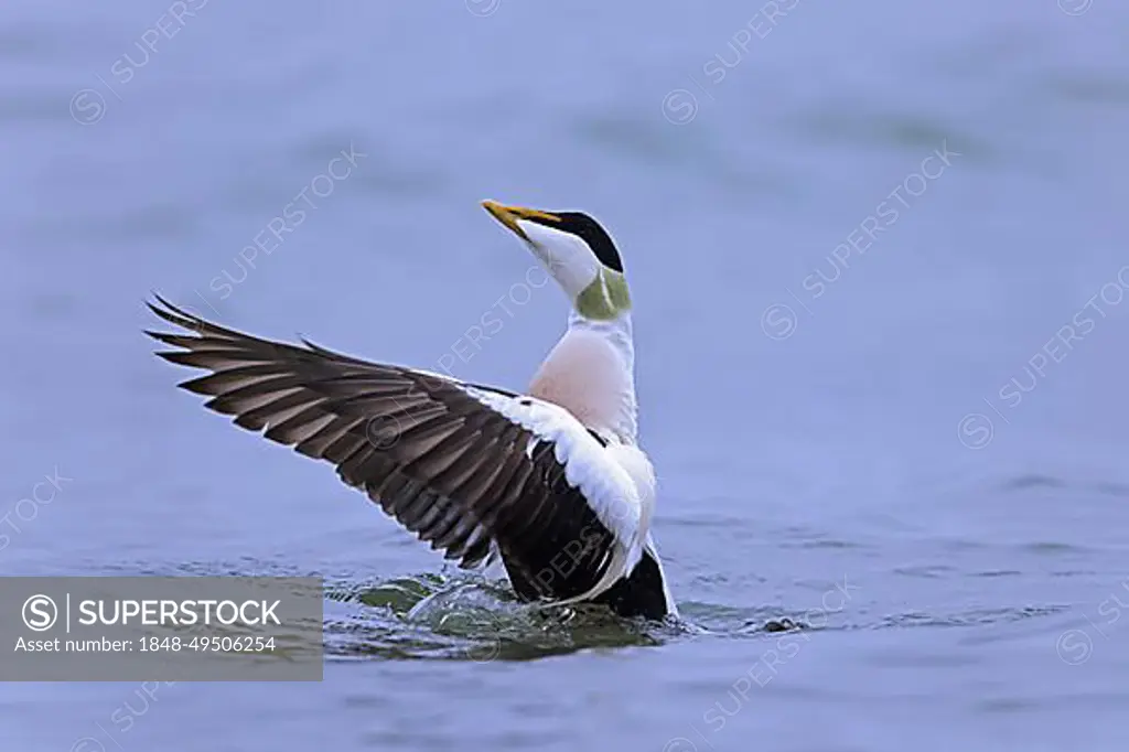 Common eider (Somateria mollissima) duck male, drake in breeding plumage flapping wings along the North Sea coast in winter