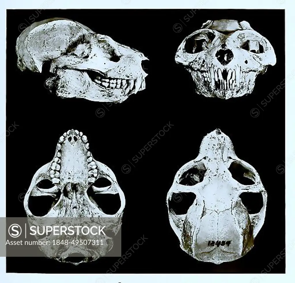Skull bone, Research, Evolution, Research piece, Potto (Perodicticus potto), Primate species from the loris family, Historical, Digitally restored reproduction of an original 19th century original, exact original date unknown