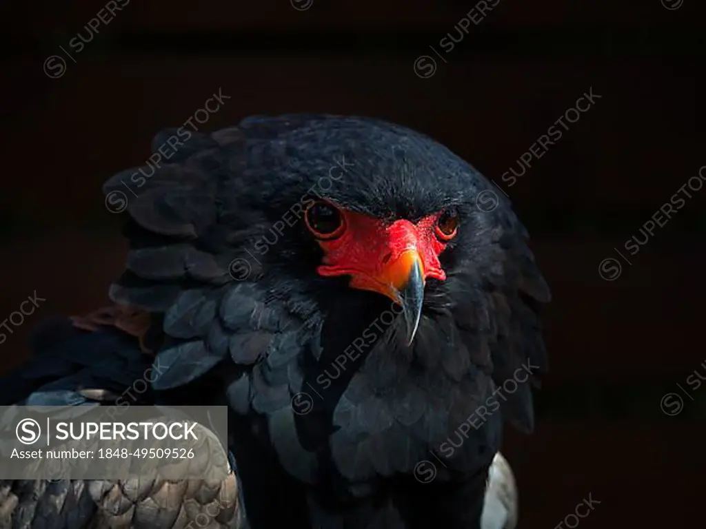 Bateleur, captive, Bateleur Eagle (Terathopius ecaudatus), portrait, attentive view, Bird Park, Adlerwarte Berlebeck, Detmold, North Rhine-Westphalia, Germany, Europe