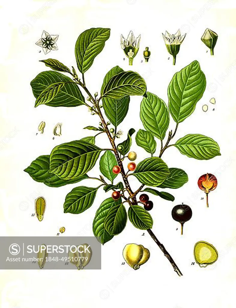 Medicinal plant, alder buckthorn (Rhamnus frangula), True alder or gun-berry and powder-wood, Historic, digitally restored reproduction from a 19th century original