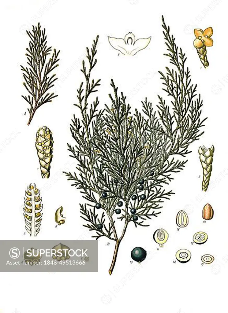 Medicinal plant, sade tree, also known as stink juniper (Juniperus sabina), poison juniper, sevi tree, seven tree, sap tree, sefi shrub or sevi shrub, Historical, digitally restored reproduction from a 19th century original