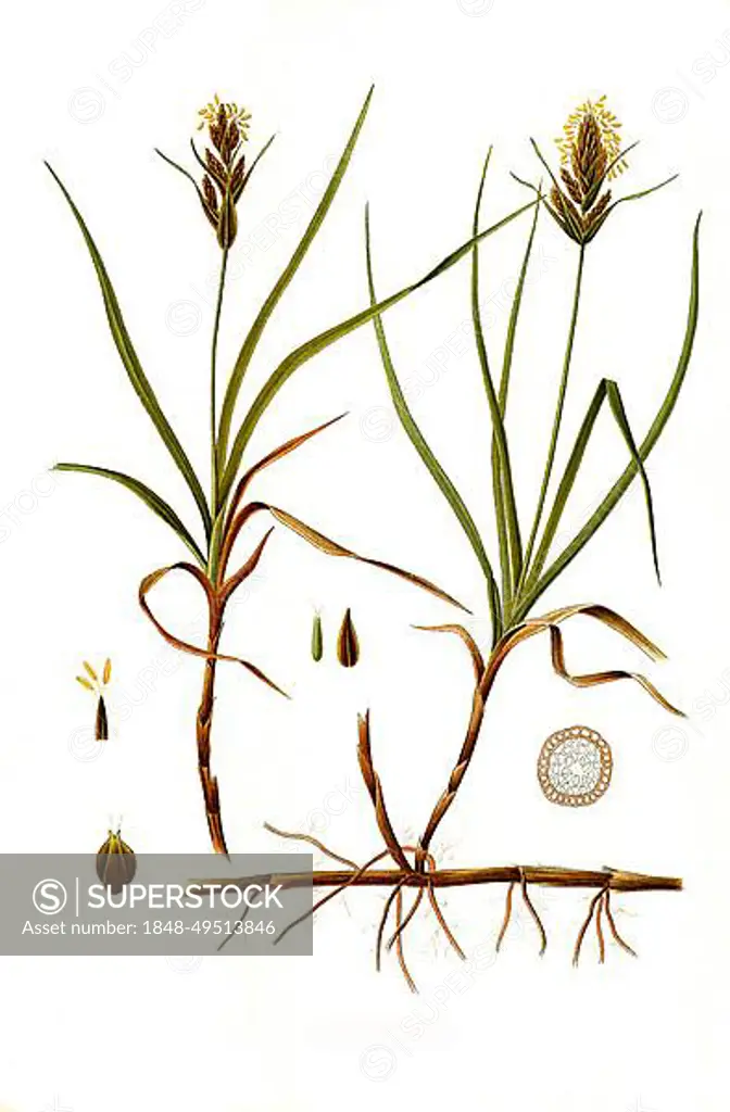 Medicinal plant, Sand sedge (Carex arenaria) is a species of plant in the genus Sedge, Historic, digitally restored reproduction from an 18th century original