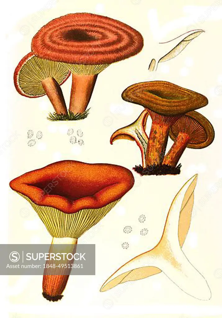 Mushroom, birch milkling (Lactarius torminosus) (top), true irritant (Lactarius deliciosus) (middle), Braetling (Lactaria volema), Historical, digitally restored reproduction from an 18th century original