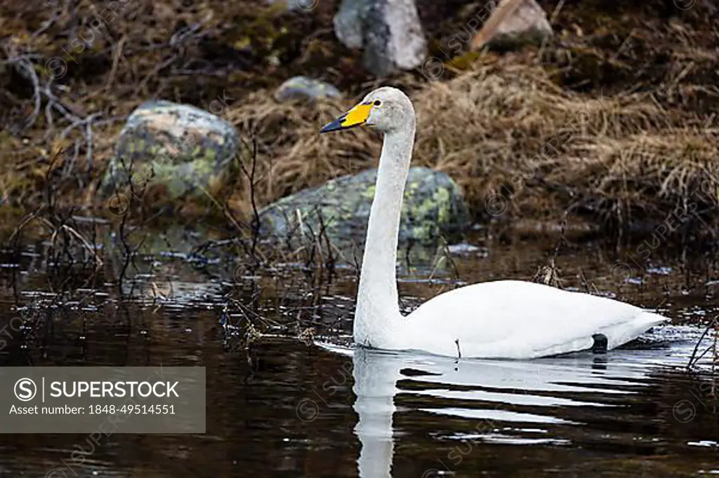 Whooper Swan (Cygnus cygnus), adult, Varanger, Finnmark, Norway, Europe