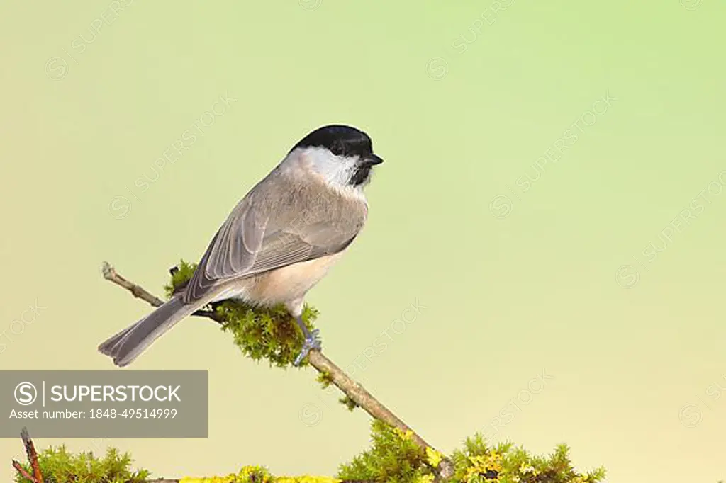 Marsh tit (Parus palustris) on a branch overgrown with moss, Siegerland, North Rhine-Westphalia, Germany, Europe
