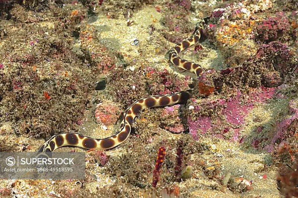 Spotted snake eel (Myrichthys maculosus), snake eel. Aliwal Shoal Dive Site, Umkomaas, KwaZulu Natal, South Africa, Africa