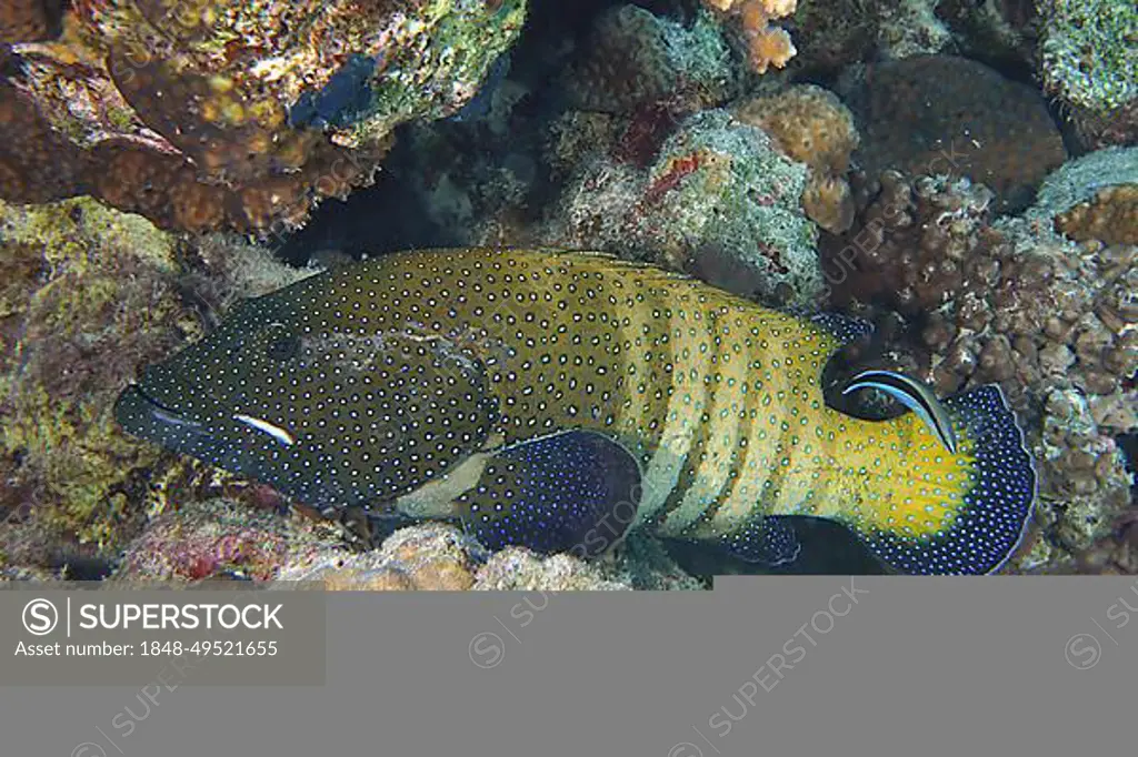 Bluespotted grouper (Cephalopholis argus), Shaab El Erg dive site, Hurghada, Egypt, Red Sea, Africa