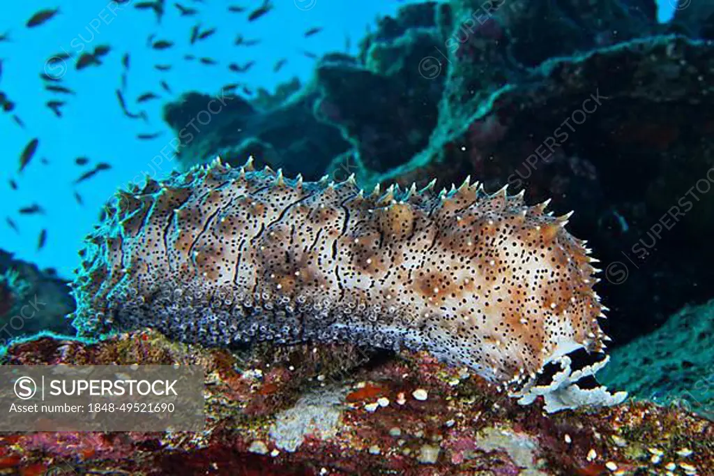 Graeffes sea cucumber (Pearsonothuria graeffei), Daedalus Reef dive site, Egypt, Red Sea, Africa