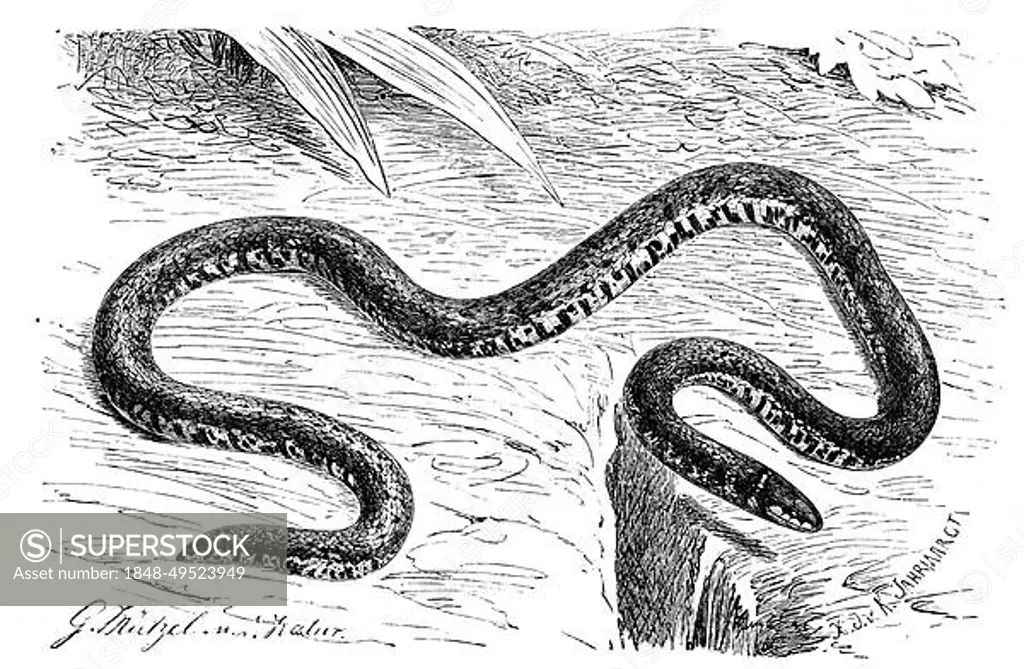 Reptiles, Dwarf Snake, Linnes Dwarf Snake, Calamaria linnaei, Historical, digitally restored reproduction from a 19th century original