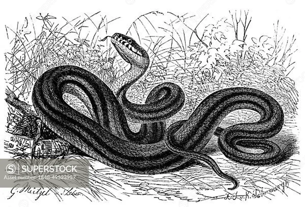 Reptiles, four-lined snake (Elaphe quatuorlineata) is a species of snake in the adder family, Historic, digitally restored reproduction from a 19th century original