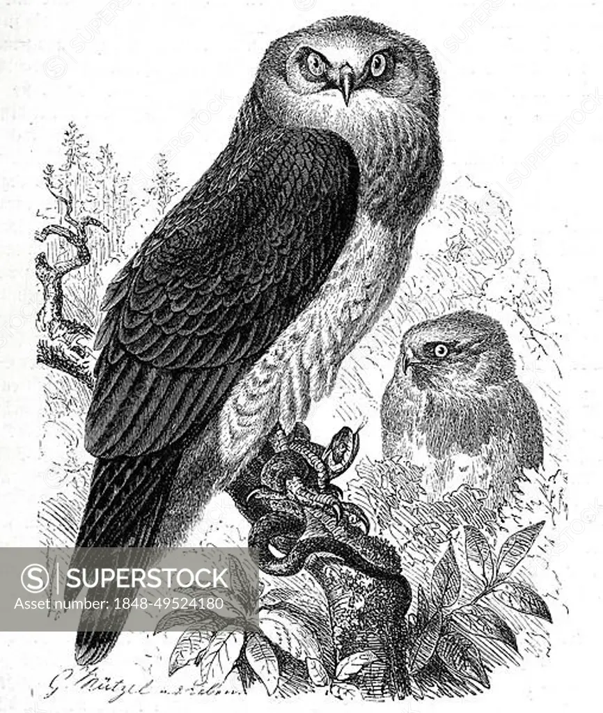 Bird, Serpentine Hawk (Circaetus) spectabilis, Syn. Dryotriorchis spectabilis, member of the hawk family, Historic, digitally restored reproduction from a 19th century original
