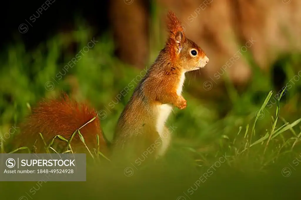Eurasian red squirrel (Sciurus vulgaris) in a meadow, wildlife, Germany, Europe