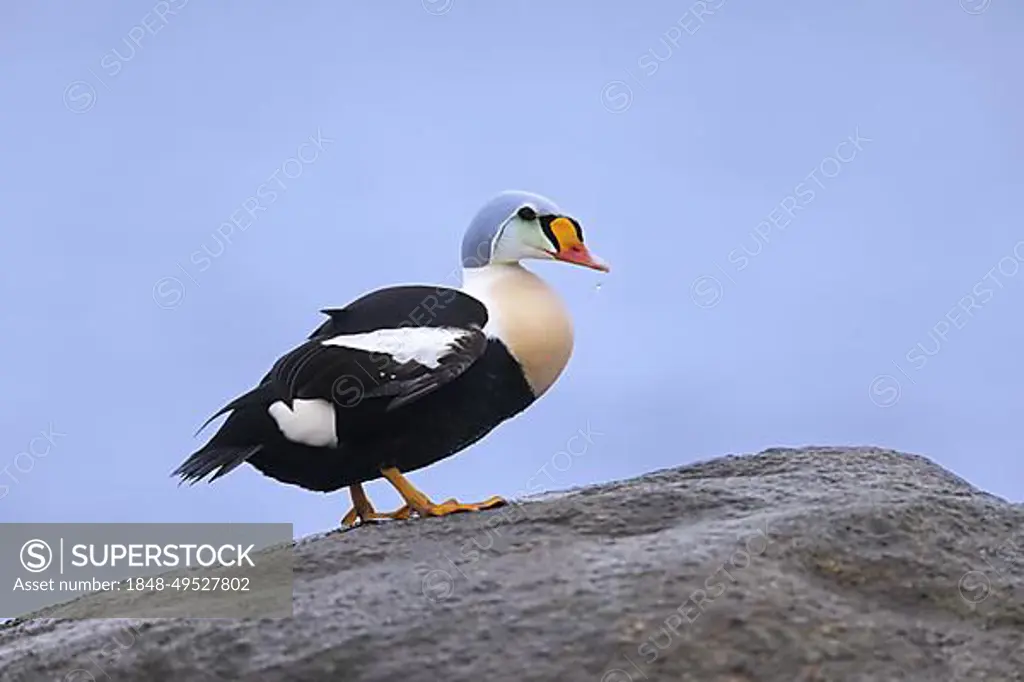 King eider (Somateria spectabilis) (Anas spectabilis) sea duck male in breeding plumage resting on rock along the Arctic coast