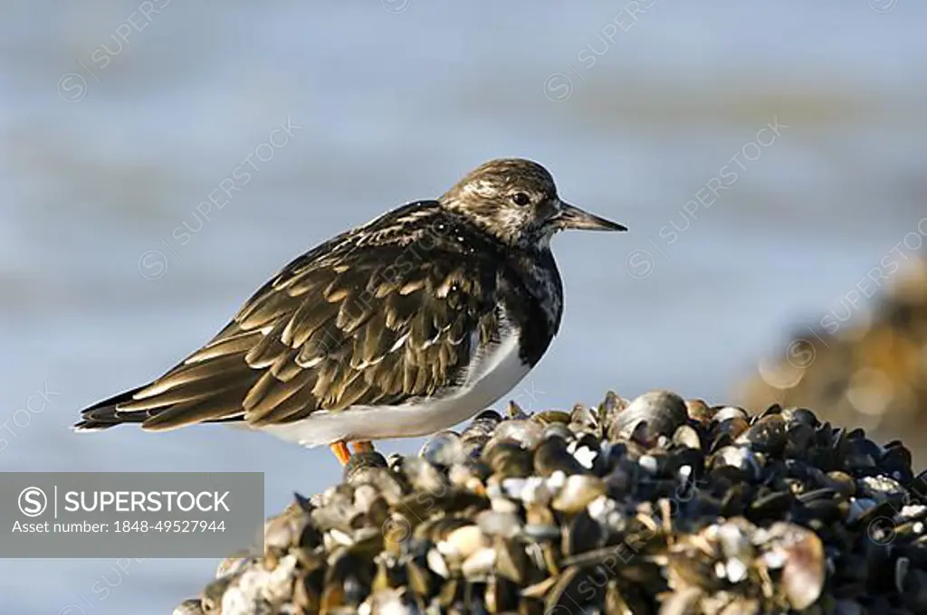 Turnstone (Arenaria interpres) foraging on mussel bed along the North Sea coast