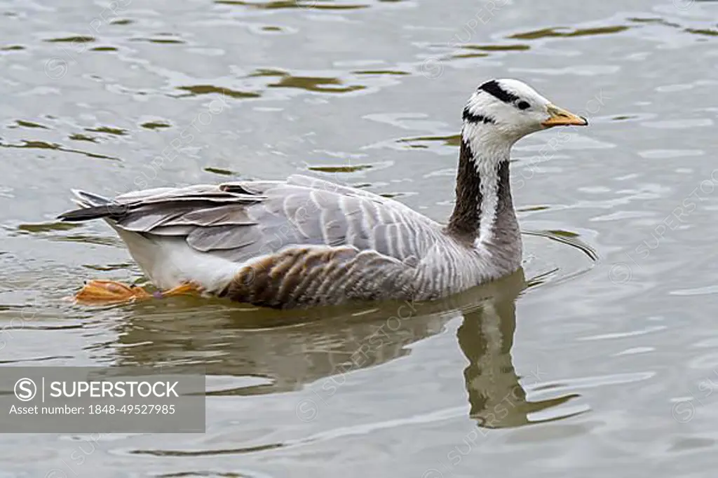 Bar-headed goose (Anser indicus) (Eulabeia indica) one of world's highest-flying birds native to Asia but introduced exotic bird species in Europe