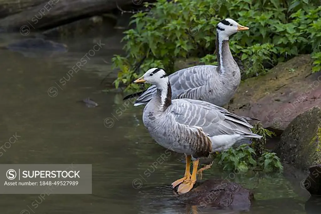 Bar-headed geese (Anser indicus) (Eulabeia indica) one of worlds highest-flying birds native to Asia but introduced exotic bird species in Europe