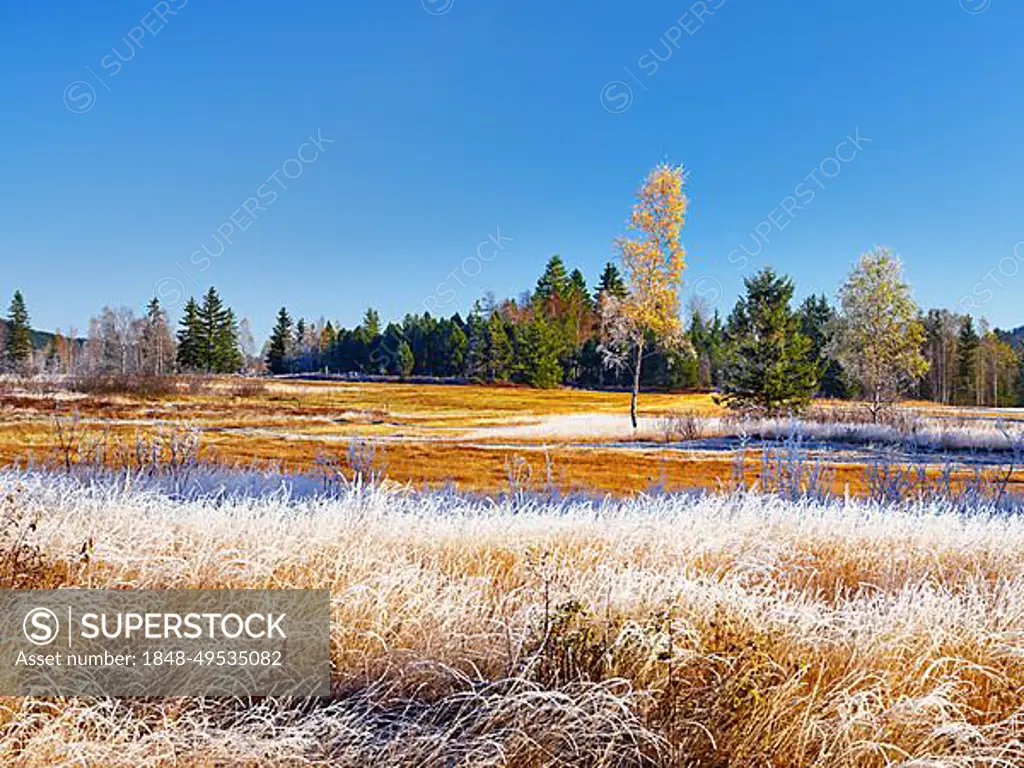 Autumnal morning mood with birches and reeds in hoarfrost, high moor, Rothenthurm, Canton Schwyz, Switzerland, Europe