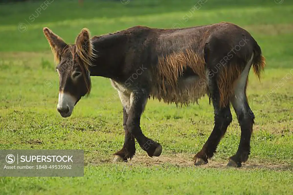 African wild ass (Equus africanus asinus), captive
