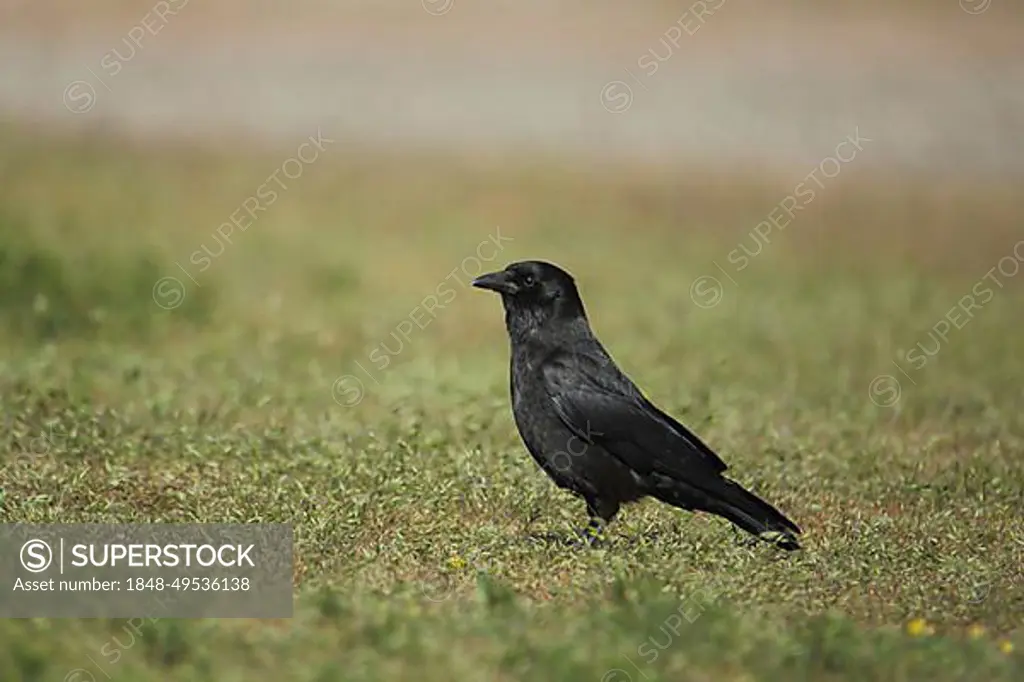 Carrion crow (Corvus corone corone), Nationaal Park Duinen, Texel, North Holland, Holland, Netherlands