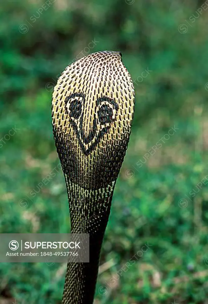 Snake, Indian cobra Indian spectacled cobra (Naja naja), captive, The Madras Crocodile Bank Trust and Centre for Herpetology near Chennai, Tamil Nadu, South India, India, Asia