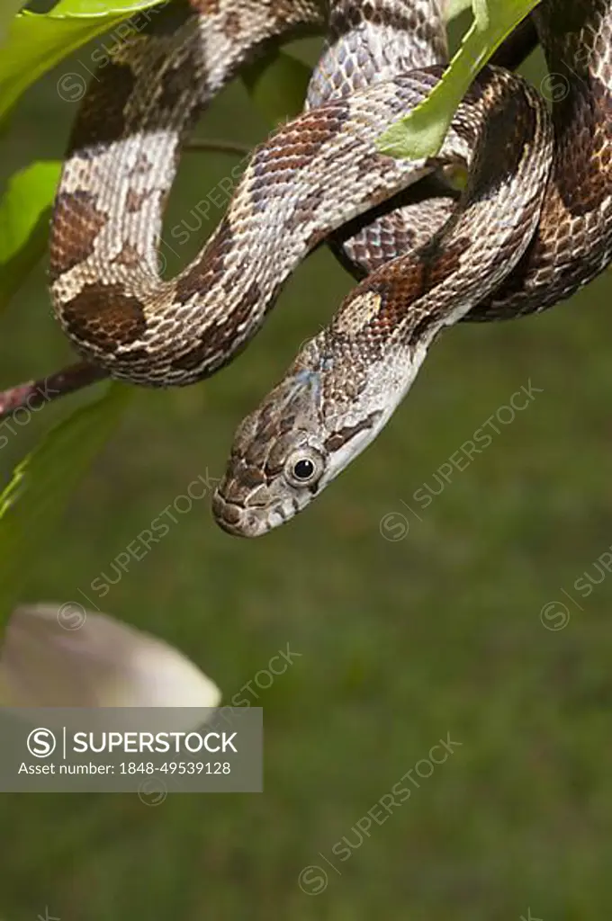 Juvenile Black rat snake, Elaphe obsoleta obsoleta, native to North America