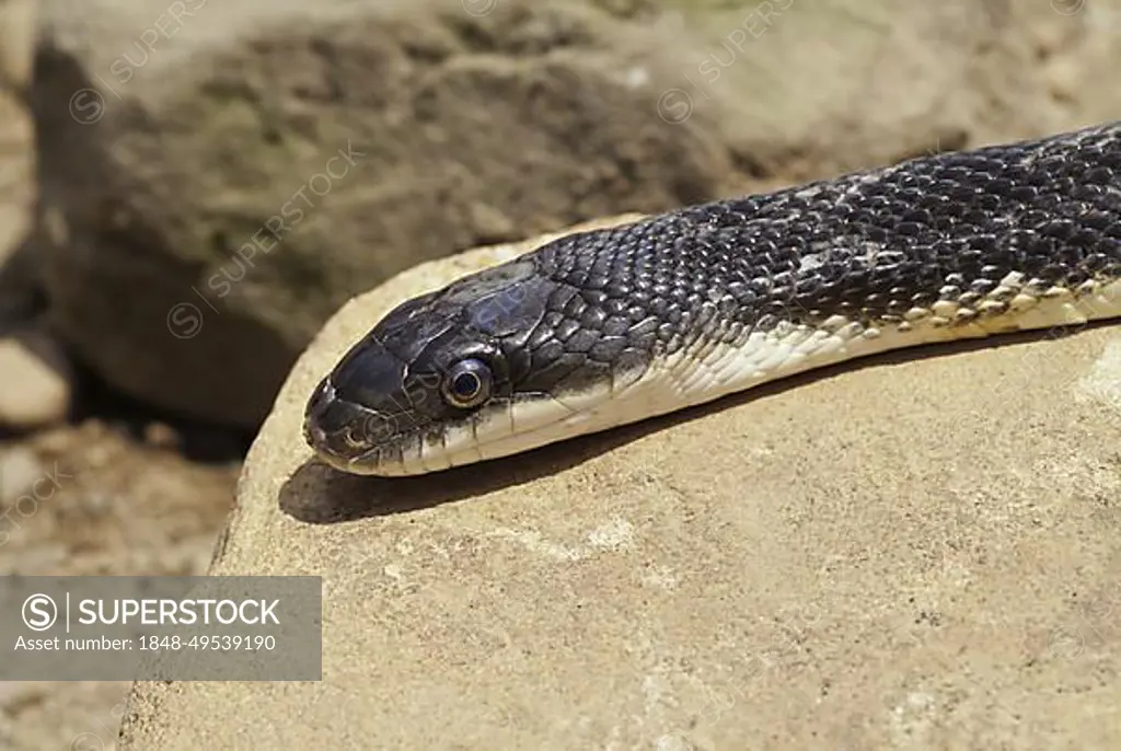 Black rat snake, Elaphe obsoleta obsoleta, native to North America