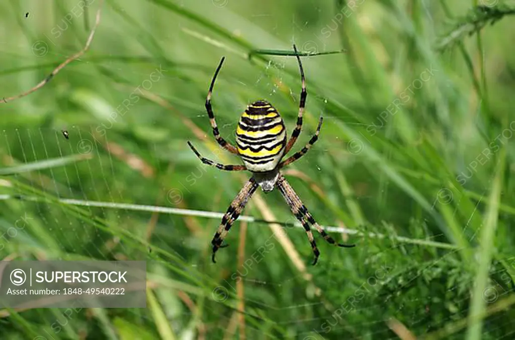 Close-up, wasp spider (Argiope bruennichi), female, spider web, meadow, The yellow and black striped spider sits in its web