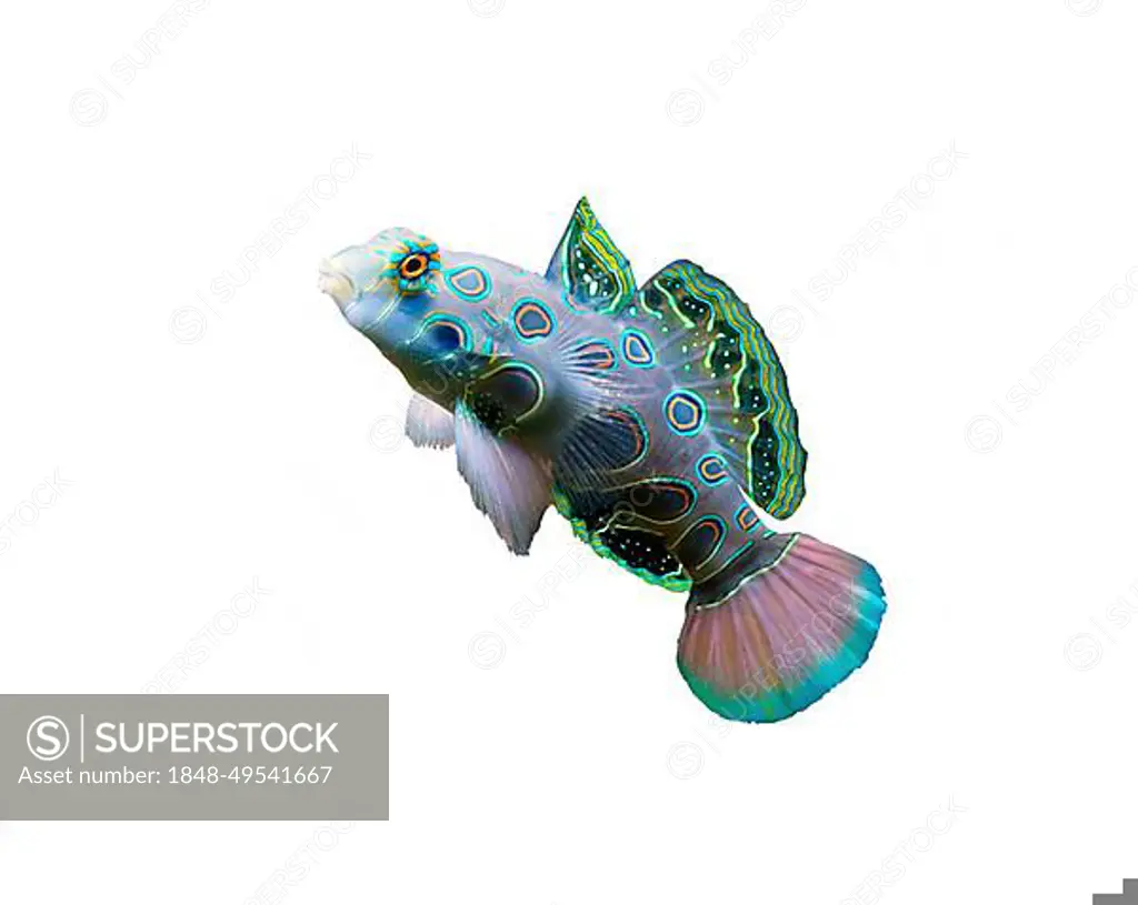 LSD Eggfish (Synchiropus picturatus), free-view, coral reef, Indo-Pacific, white background