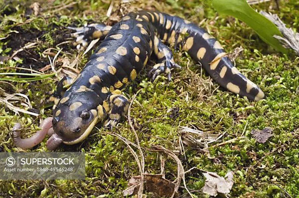 Tiger salamander (Ambystoma tigrinum) eating an earthworm, USA, North America