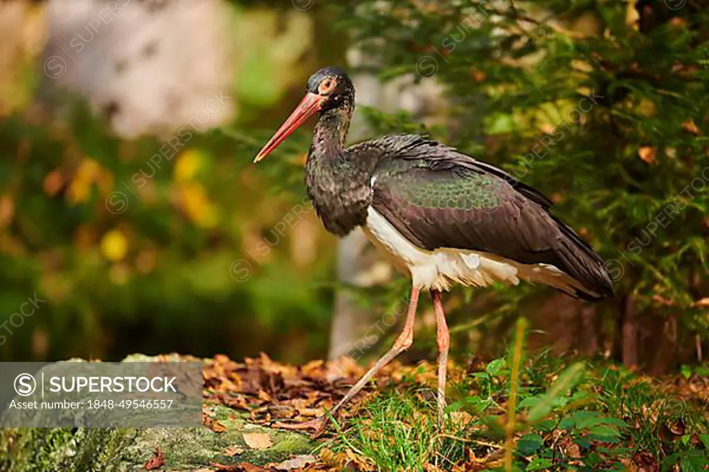 Black stork (Ciconia nigra) walking in a forest in autumn, Bavaria, Germany, Europe