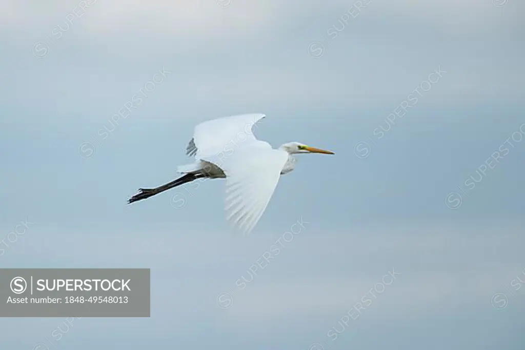 Great white egret (Ardea alba) adult bird in flight, Lincolnshire, England, United Kingdom, Europe