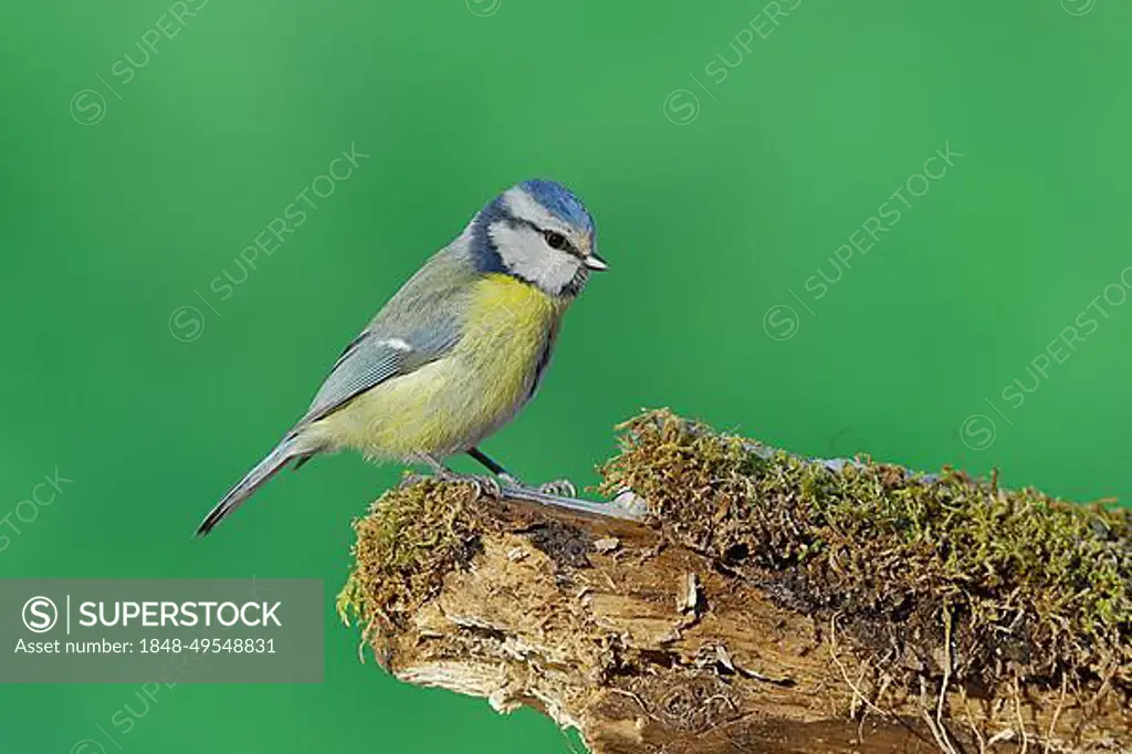 Blue tit (Parus caeruleus), sitting on a branch covered with moss, Wilden, North Rhine-Westphalia, Germany, Europe