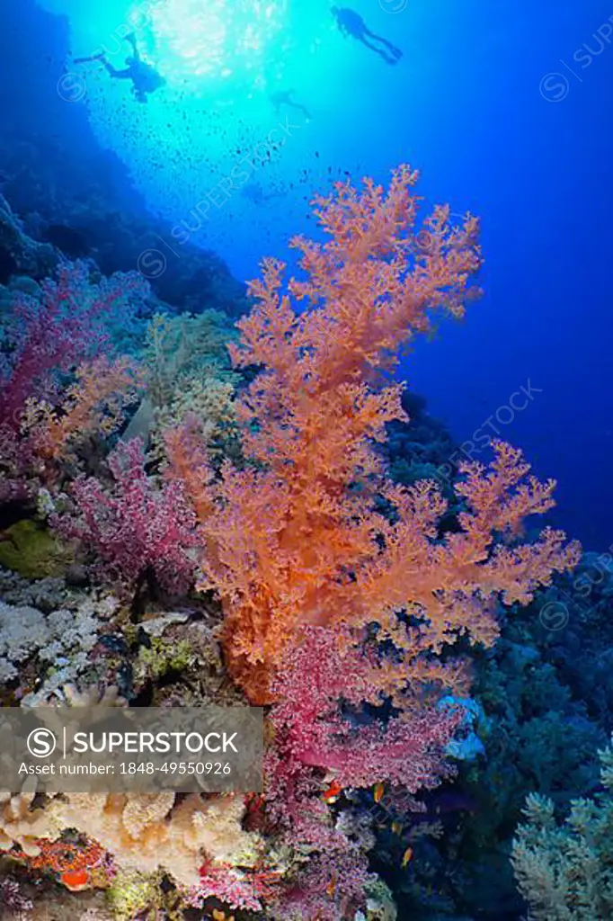 Hemprich's tree coral (Dendronephthya hemprichi), backlight, sun, several divers in the background, Daedalus Reef, Red Sea, Egypt, Africa