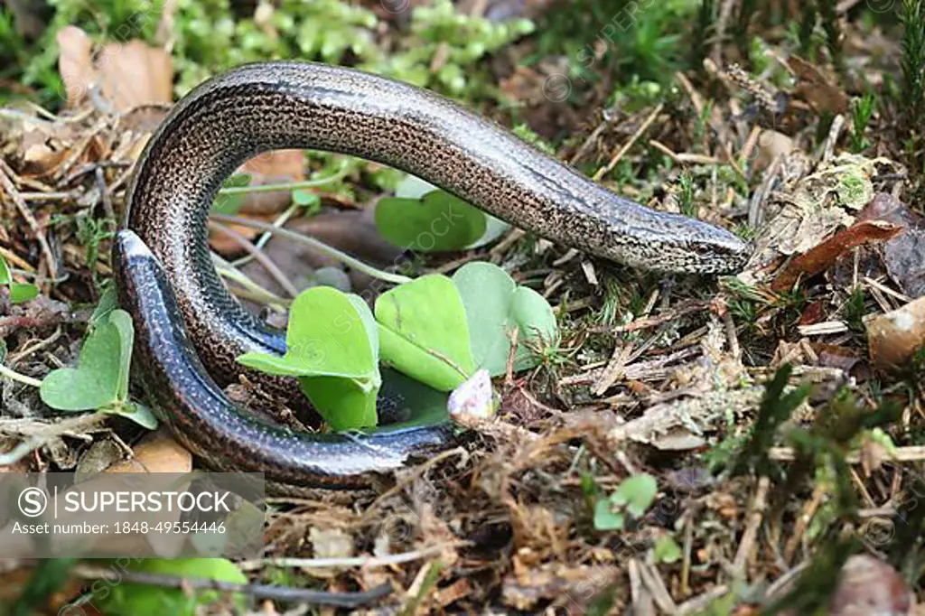 Slow worm (Anguis fragilis) playing dead by arching up, Allgaeu, Bavaria, Germany, Europe