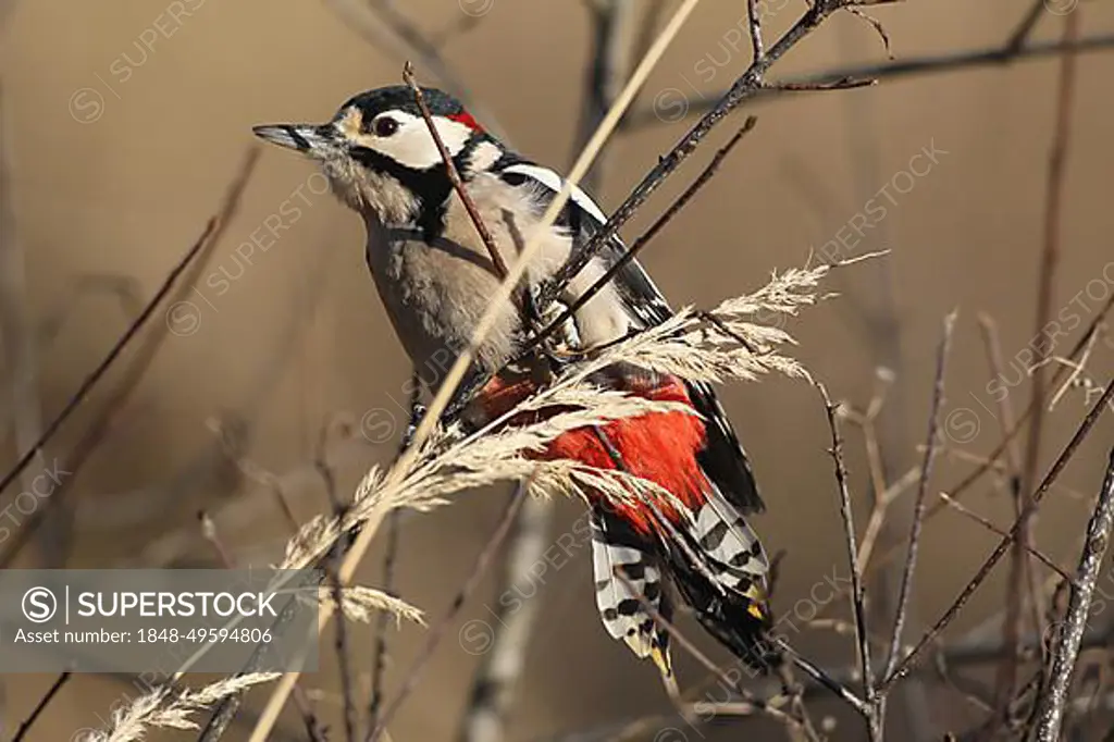 Great spotted woodpecker (Dendrocopos major) male, Allgaeu, Bavaria, Germany, Europe