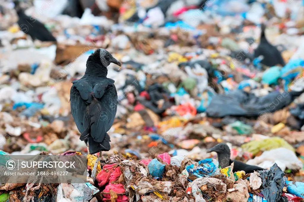 Vultures at Lixao dump in the satellite city of Estrutural near Brasilia, Distrito Federal, Brazil, South America