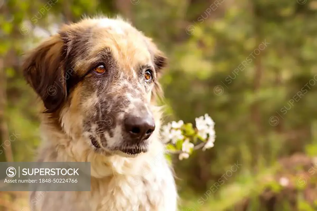 Big dog portrait with spring flowers, summer or springtime