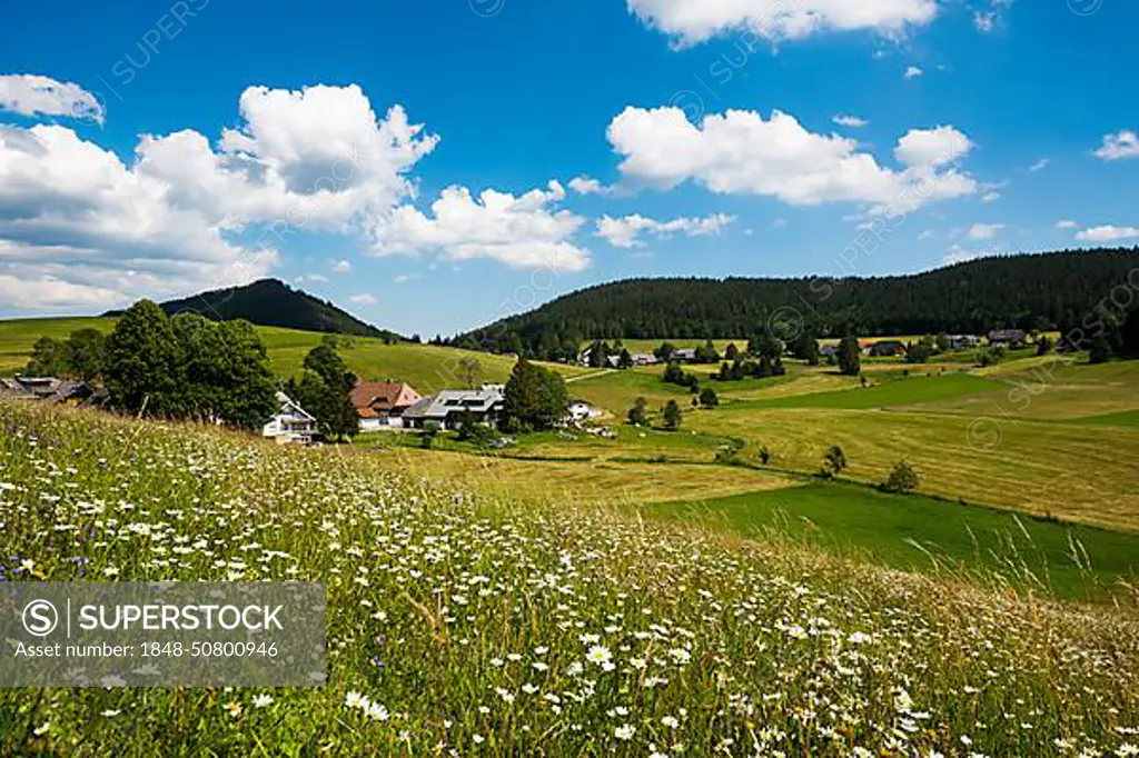 Herrenschwand, Southern Black Forest, Black Forest, Baden-Wuerttemberg, Germany, Europe