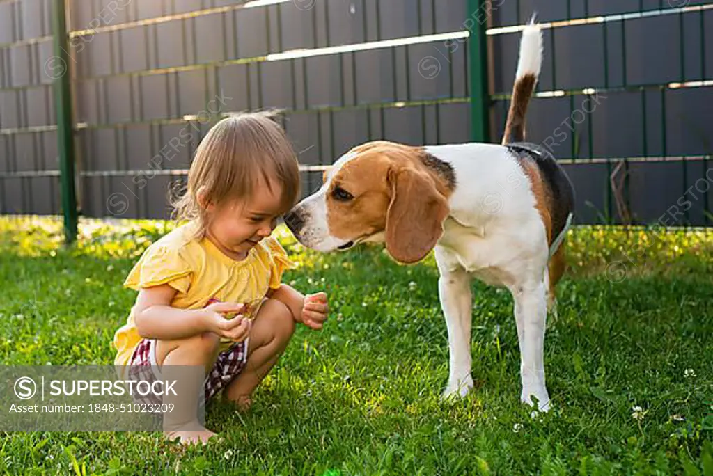 Baby girl together with beagle dog in garden in summer day. Domestic animal with children concept