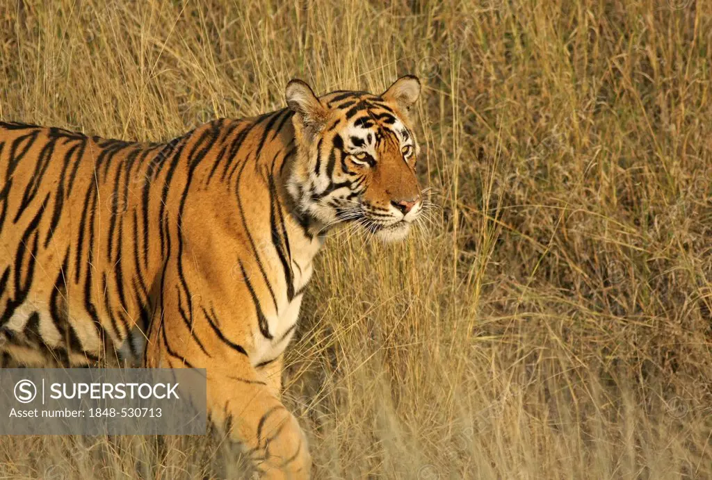 Tiger (Panthera tigris), in tall grass in golden light, Ranthambore National Park, Rajasthan, India, Asia