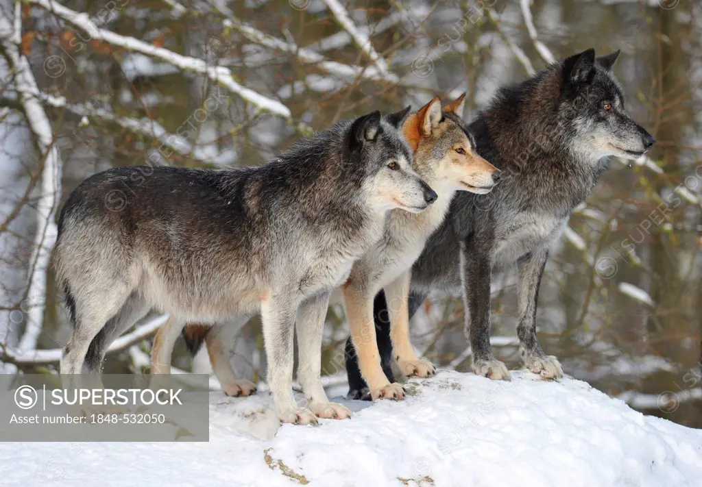Mackenzie valley wolves, Canadian timber wolves (Canis lupus occidentalis) in the snow, three generations, keeping watch