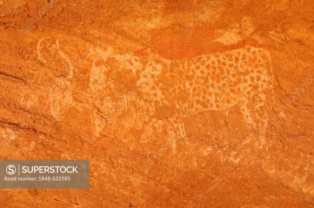 Rock engraving of a cow, neolithic rock art of Tasset Plateau, Tassili n'Ajjer National Park, Unesco World Heritage Site, Wilaya Illizi, Algeria, Saha...