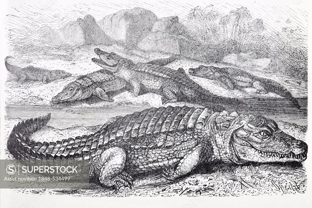 Nile Crocodile (Crocodilus vulgaris), historical book illustration from the 19th Century, steel engraving, Brockhaus Konversationslexikon, an encyclop...