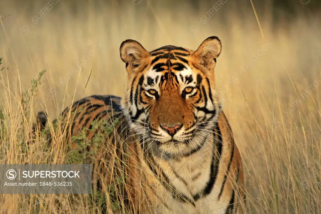 Tiger (Panthera tigris), Ranthambore National Park, Rajasthan, India, Asia