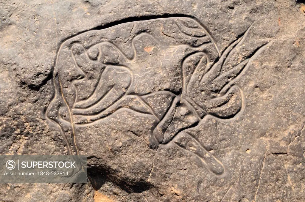 Famous rock engraving of the sleeping gazelle, neolithic rock art of Tinterhert, Dider Valley, Tassili n'Ajjer National Park, Unesco World Heritage Si...