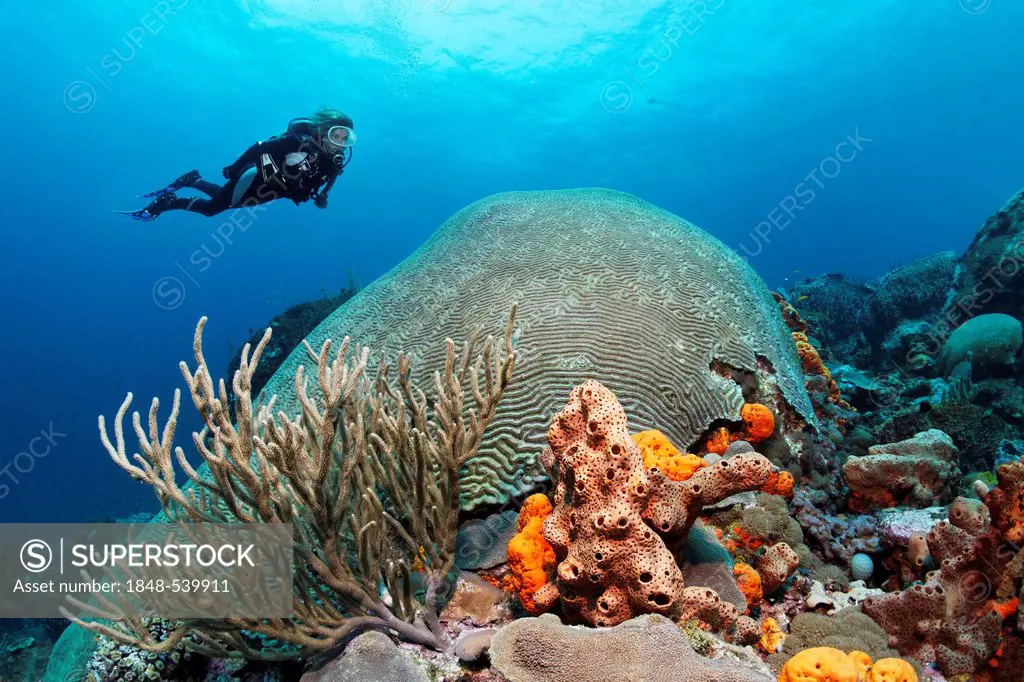 Diver hovering above a coral reef, looking at a Symmetric brain coral (Diploria strigosa), Little Tobago, Speyside, Trinidad and Tobago, Lesser Antill...