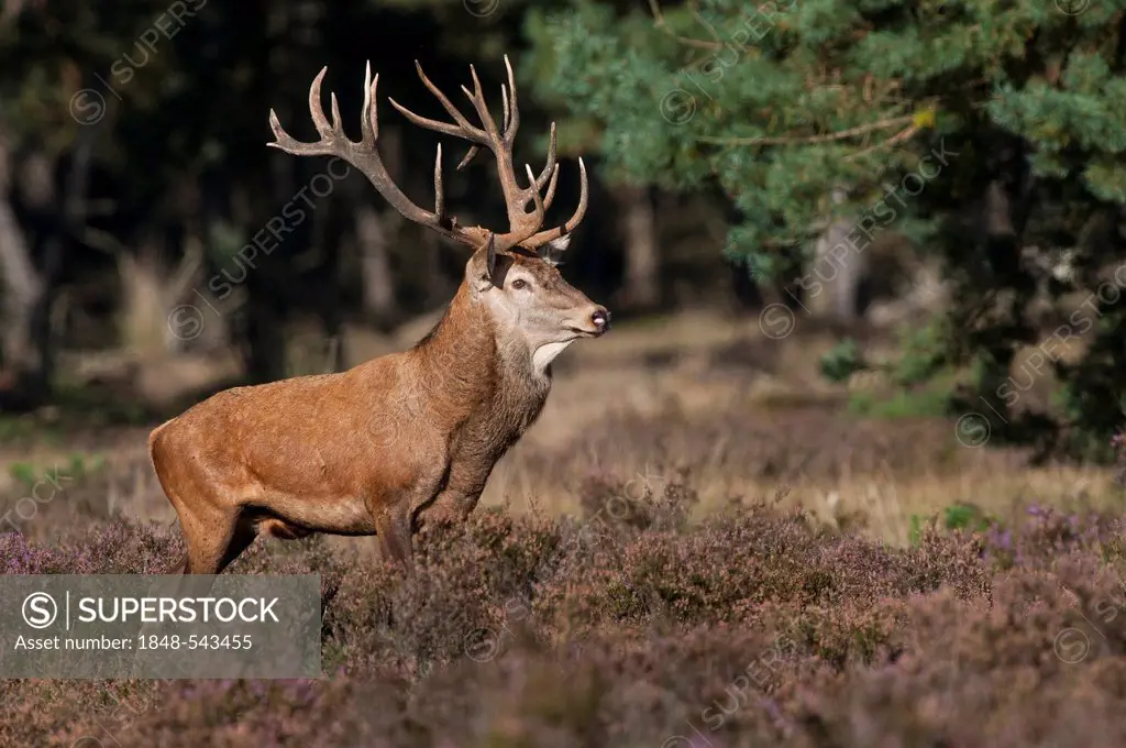 Red deer (Cervus elaphus), stag